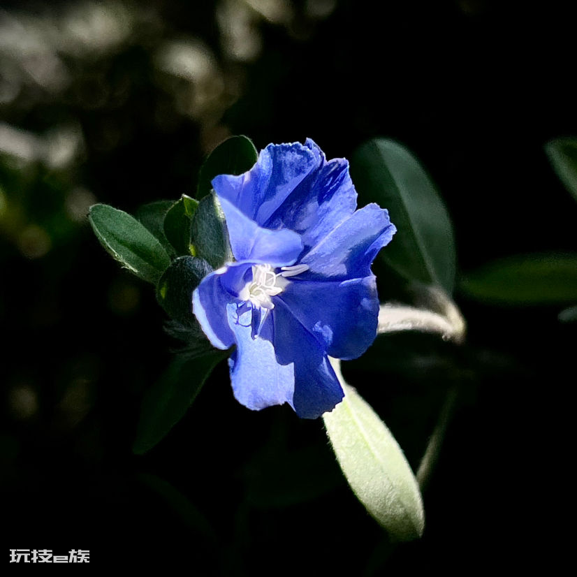 耐阴又容易开花的植物排名(非常耐阴的10种开花植物图片)-图片8